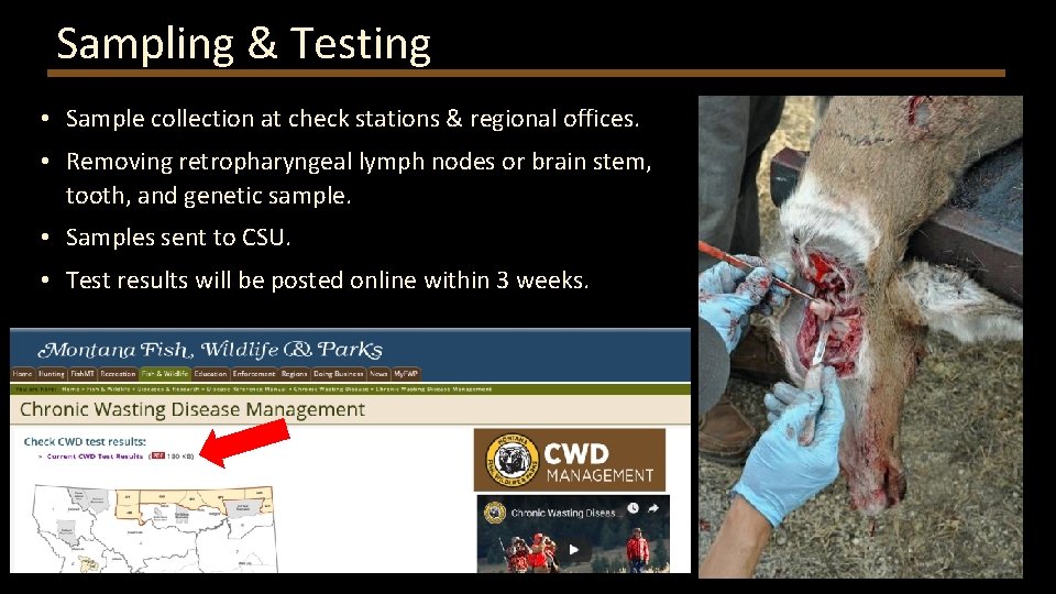 Sampling & Testing • Sample collection at check stations & regional offices. • Removing