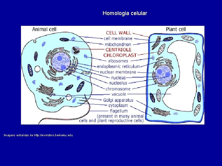 Homologia celular Imagens extraídas de http: //evolution. berkeley. edu. 