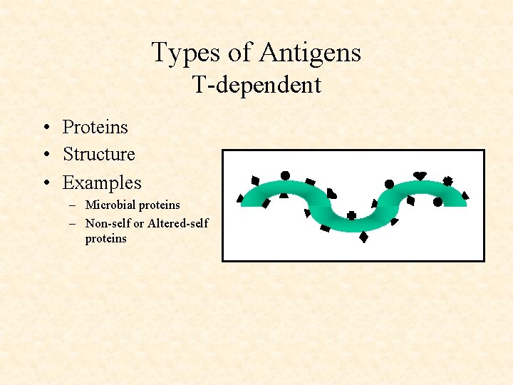 Types of Antigens T-dependent • Proteins • Structure • Examples – Microbial proteins –