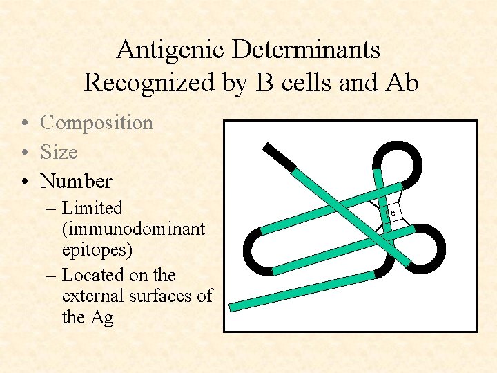 Antigenic Determinants Recognized by B cells and Ab • Composition • Size • Number