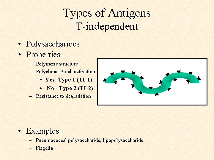 Types of Antigens T-independent • Polysaccharides • Properties – Polymeric structure – Polyclonal B