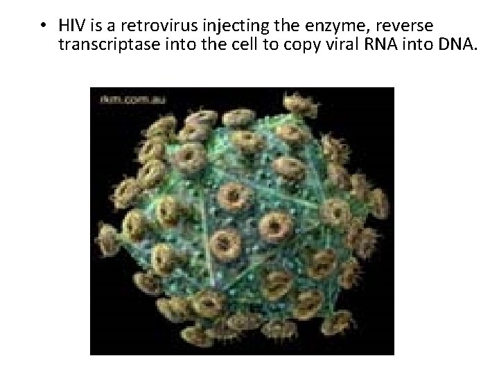  • HIV is a retrovirus injecting the enzyme, reverse transcriptase into the cell