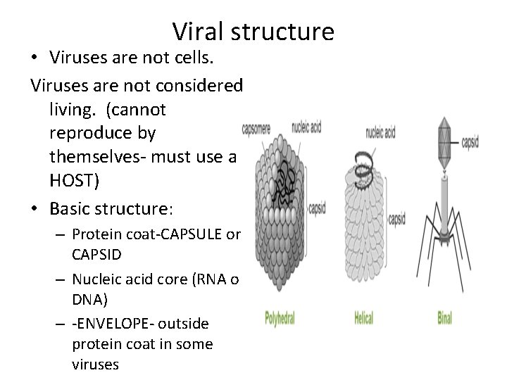 Viral structure • Viruses are not cells. Viruses are not considered living. (cannot reproduce