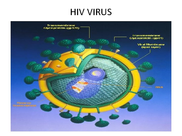 HIV VIRUS 