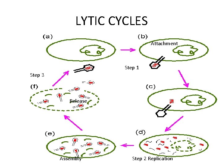 LYTIC CYCLES Attachment Step 1 Step 3 Release Assembly Step 2 Replication 