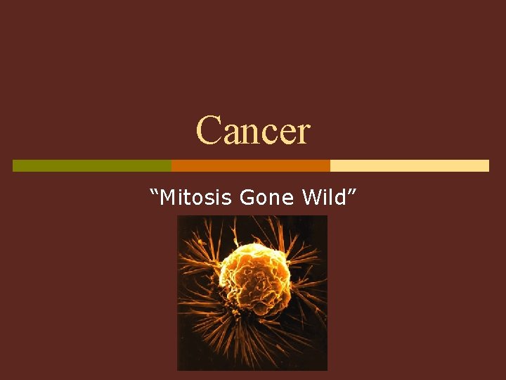 Cancer “Mitosis Gone Wild” 