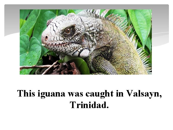This iguana was caught in Valsayn, Trinidad. 