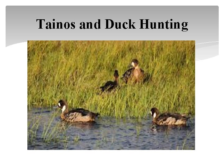 Tainos and Duck Hunting 