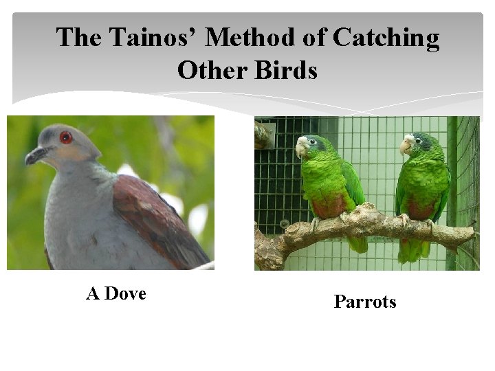 The Tainos’ Method of Catching Other Birds A Dove Parrots 