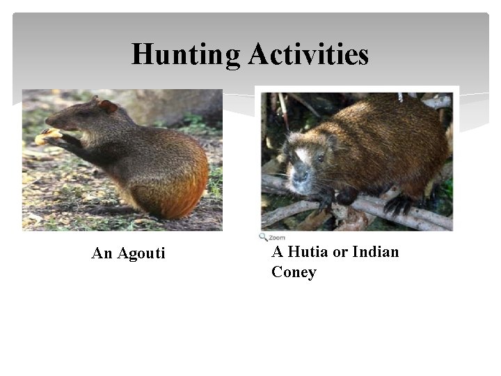 Hunting Activities An Agouti A Hutia or Indian Coney 