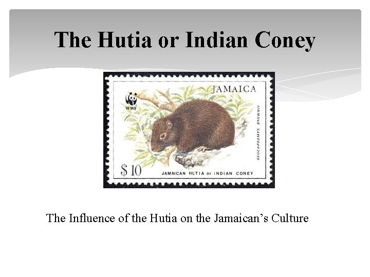 The Hutia or Indian Coney The Influence of the Hutia on the Jamaican’s Culture