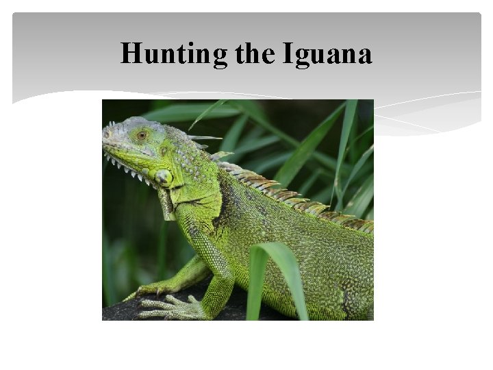 Hunting the Iguana 