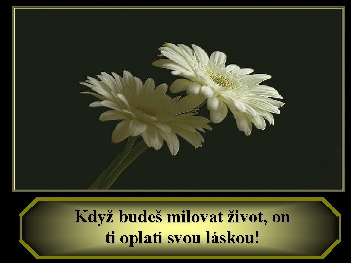 Když budeš milovat život, on ti oplatí svou láskou! 