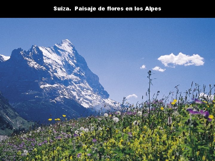 Suiza. Paisaje de flores en los Alpes 