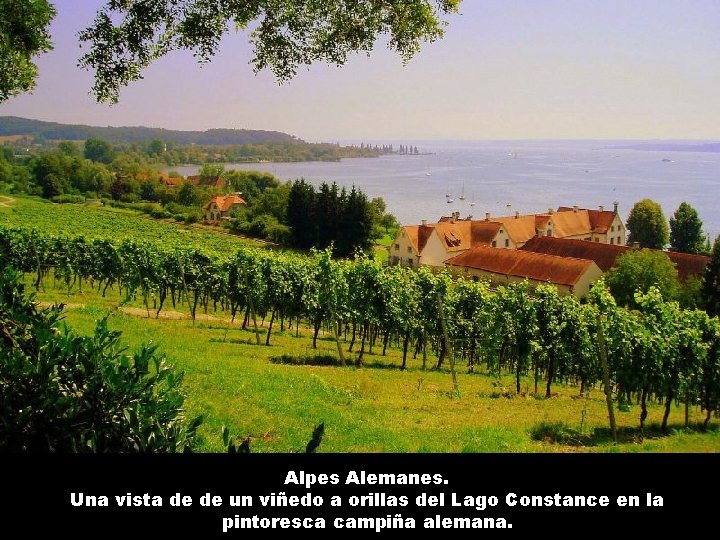 Alpes Alemanes. Una vista de de un viñedo a orillas del Lago Constance en