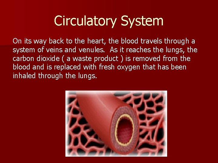 Circulatory System On its way back to the heart, the blood travels through a