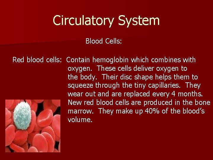 Circulatory System Blood Cells: Red blood cells: Contain hemoglobin which combines with oxygen. These