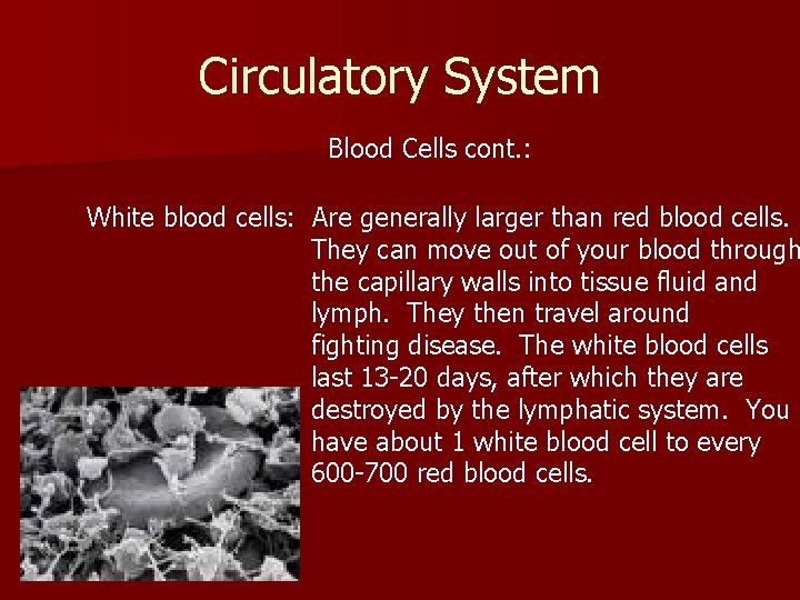Circulatory System Blood Cells cont. : White blood cells: Are generally larger than red