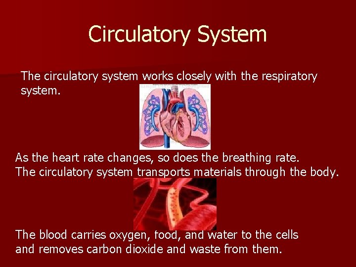 Circulatory System The circulatory system works closely with the respiratory system. As the heart