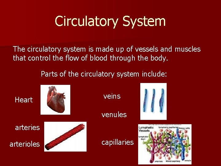 Circulatory System The circulatory system is made up of vessels and muscles that control