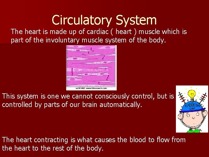 Circulatory System The heart is made up of cardiac ( heart ) muscle which