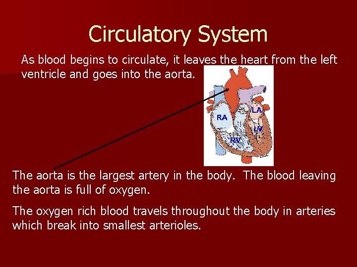 Circulatory System As blood begins to circulate, it leaves the heart from the left