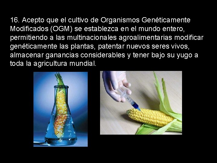 16. Acepto que el cultivo de Organismos Genéticamente Modificados (OGM) se establezca en el