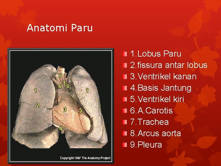 Anatomi Paru 1. Lobus Paru 2. fissura antar lobus 3. Ventrikel kanan 4. Basis