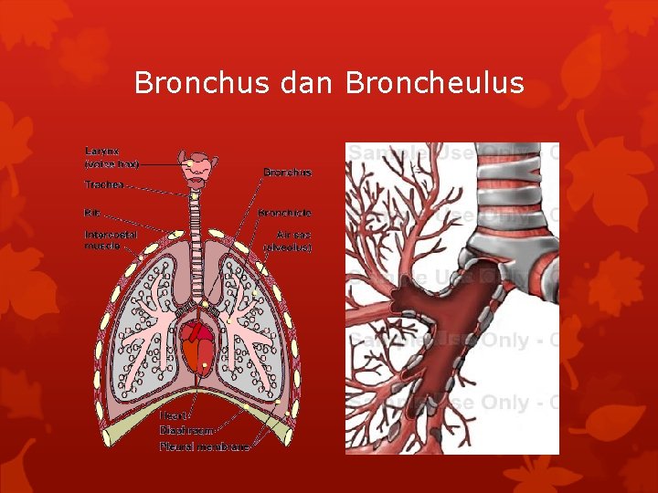 Bronchus dan Broncheulus 
