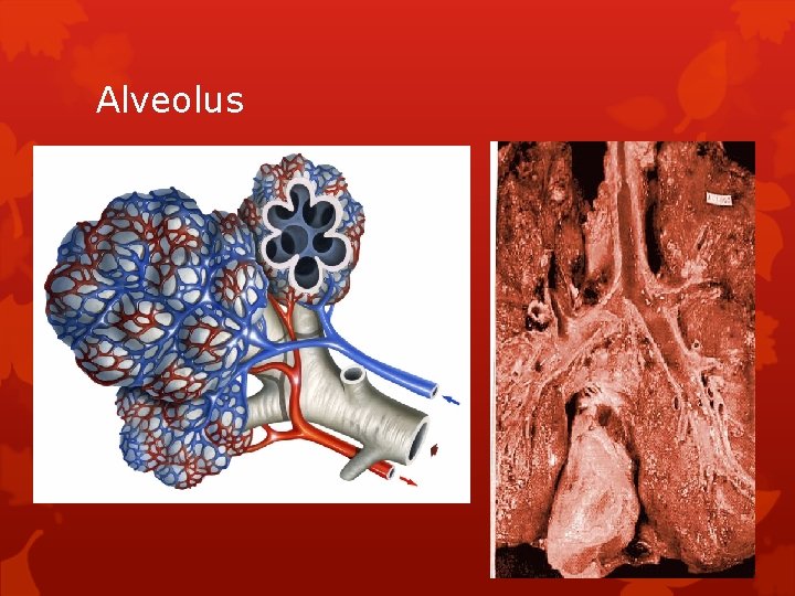 Alveolus 
