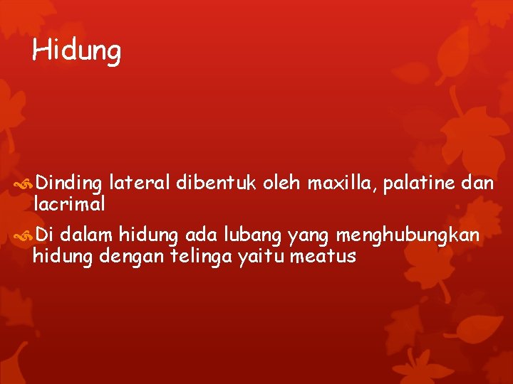 Hidung Dinding lateral dibentuk oleh maxilla, palatine dan lacrimal Di dalam hidung ada lubang