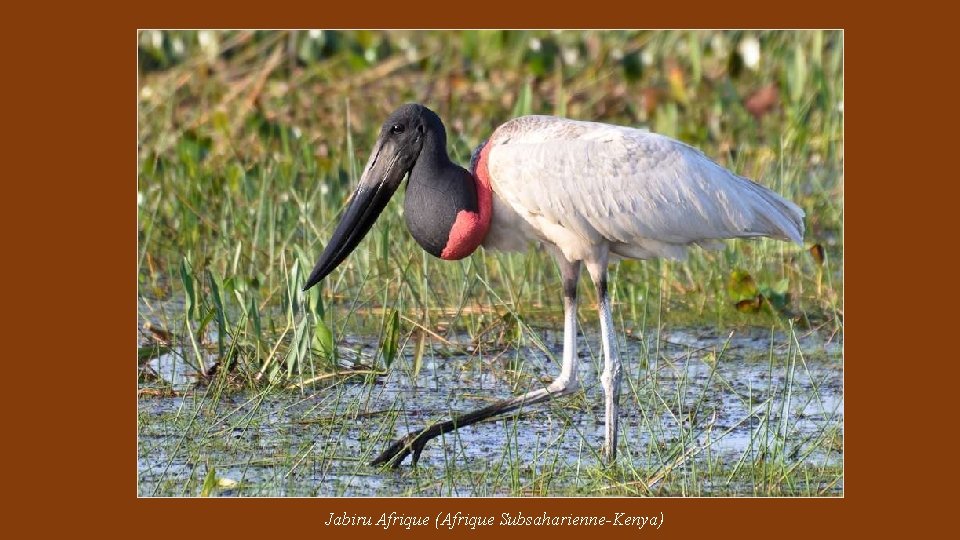 Jabiru Afrique (Afrique Subsaharienne-Kenya) 