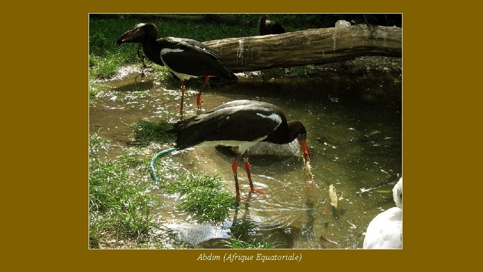 Abdim (Afrique Equatoriale) 