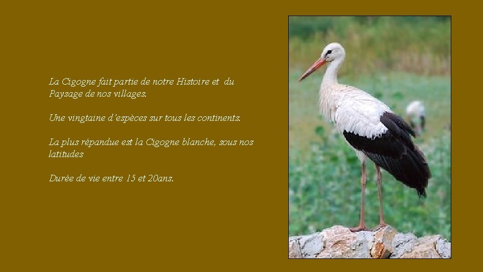 La Cigogne fait partie de notre Histoire et du Paysage de nos villages. Une