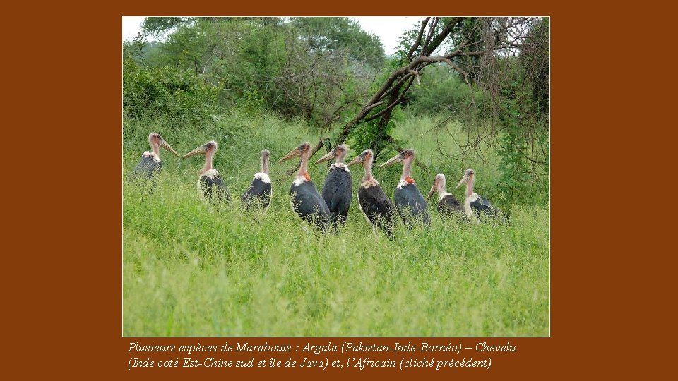 Plusieurs espèces de Marabouts : Argala (Pakistan-Inde-Bornéo) – Chevelu (Inde coté Est-Chine sud et