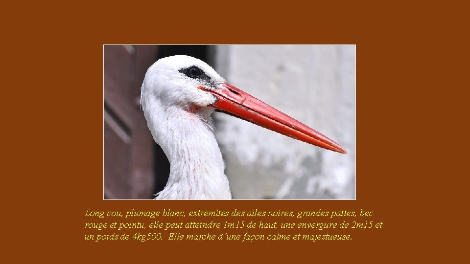 Long cou, plumage blanc, extrémités des ailes noires, grandes pattes, bec rouge et pointu,