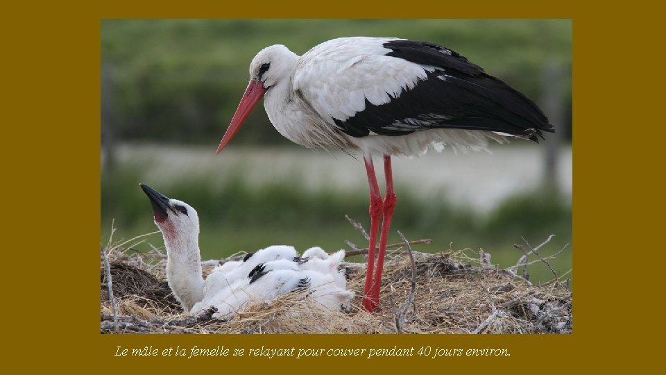 Le mâle et la femelle se relayant pour couver pendant 40 jours environ. 
