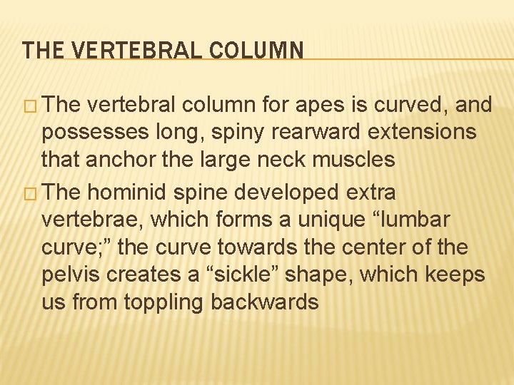 THE VERTEBRAL COLUMN � The vertebral column for apes is curved, and possesses long, THE VERTEBRAL COLUMN � The vertebral column for apes is curved, and possesses long,