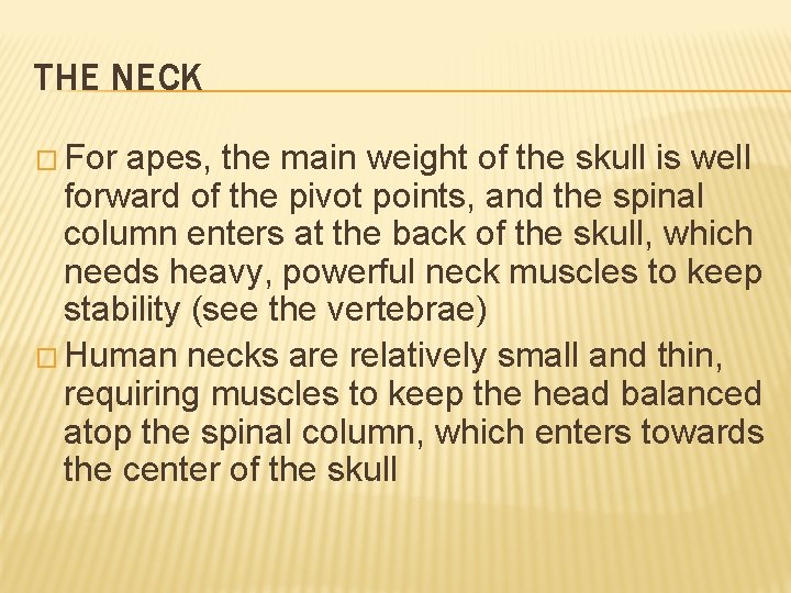 THE NECK � For apes, the main weight of the skull is well forward THE NECK � For apes, the main weight of the skull is well forward
