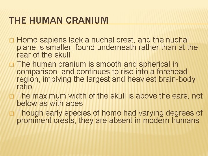 THE HUMAN CRANIUM Homo sapiens lack a nuchal crest, and the nuchal plane is THE HUMAN CRANIUM Homo sapiens lack a nuchal crest, and the nuchal plane is