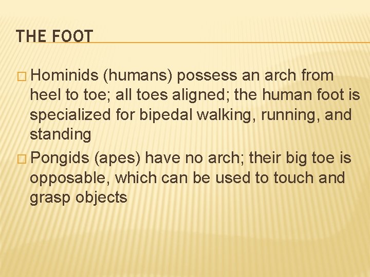 THE FOOT � Hominids (humans) possess an arch from heel to toe; all toes THE FOOT � Hominids (humans) possess an arch from heel to toe; all toes