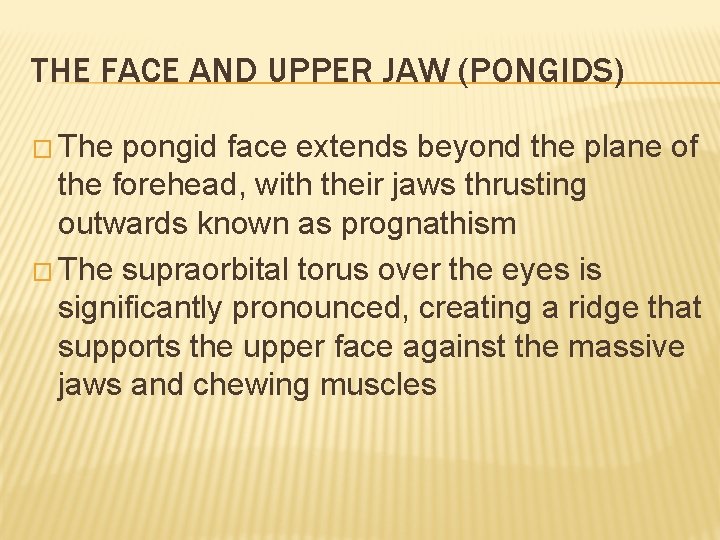 THE FACE AND UPPER JAW (PONGIDS) � The pongid face extends beyond the plane THE FACE AND UPPER JAW (PONGIDS) � The pongid face extends beyond the plane