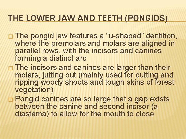 THE LOWER JAW AND TEETH (PONGIDS) � The pongid jaw features a “u-shaped” dentition, THE LOWER JAW AND TEETH (PONGIDS) � The pongid jaw features a “u-shaped” dentition,