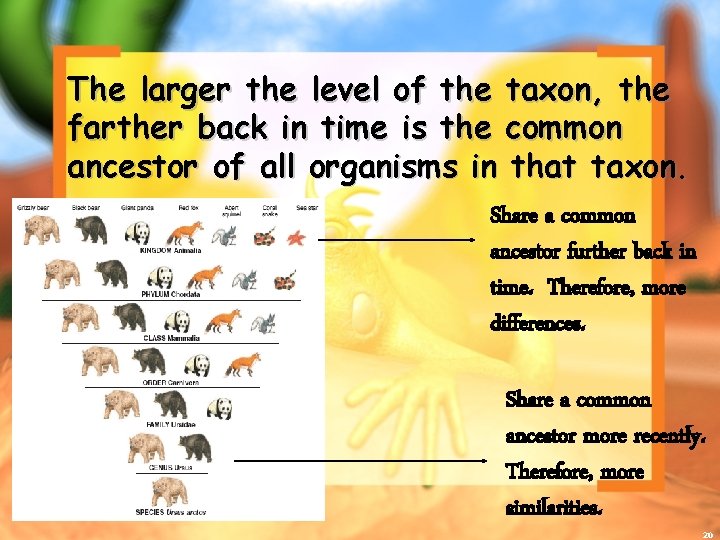 The larger the level of the taxon, the farther back in time is the