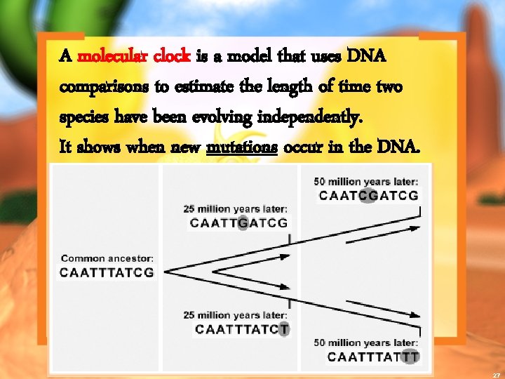 A molecular clock is a model that uses DNA comparisons to estimate the length