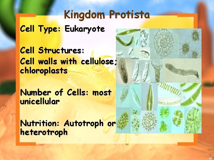 Kingdom Protista Cell Type: Eukaryote Cell Structures: Cell walls with cellulose; chloroplasts Number of