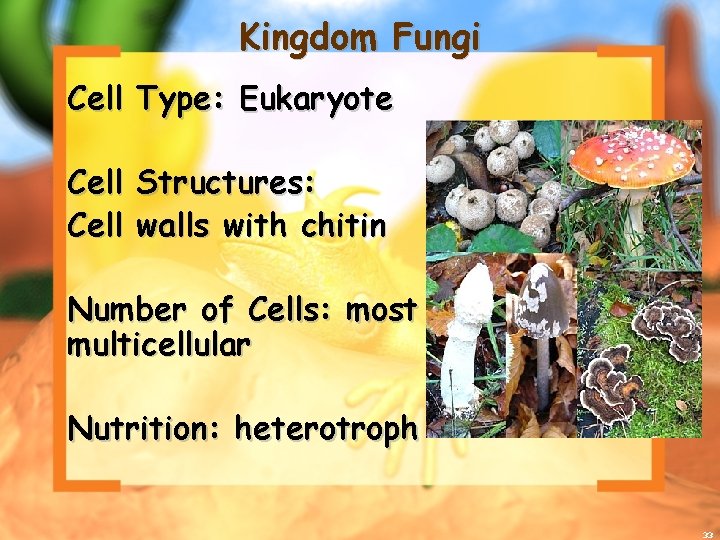 Kingdom Fungi Cell Type: Eukaryote Cell Structures: Cell walls with chitin Number of Cells: