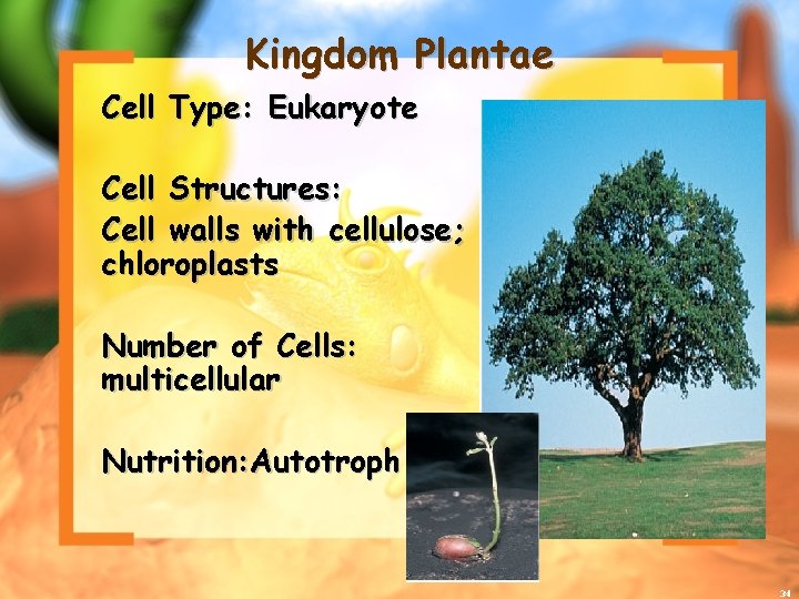 Kingdom Plantae Cell Type: Eukaryote Cell Structures: Cell walls with cellulose; chloroplasts Number of