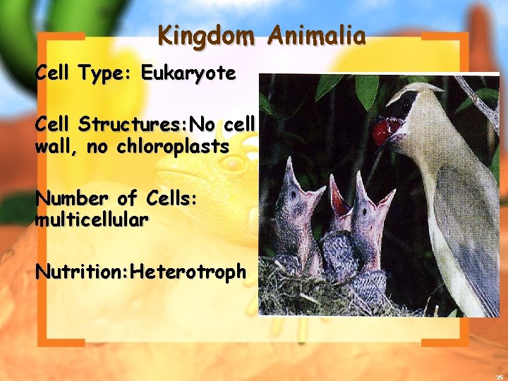 Kingdom Animalia Cell Type: Eukaryote Cell Structures: No cell wall, no chloroplasts Number of