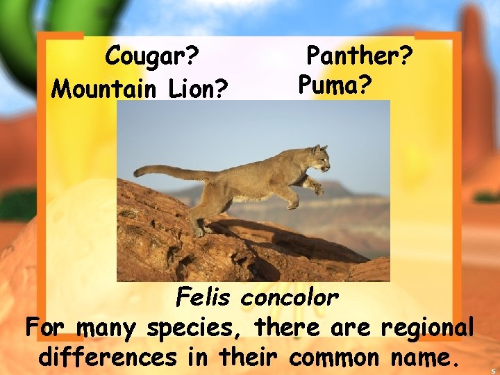 Cougar? Mountain Lion? Panther? Puma? Felis concolor For many species, there are regional differences